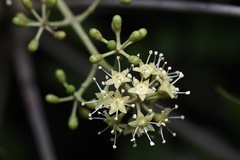 Heptapleurum heptaphyllum