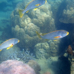 Plectorhinchus lineatus
