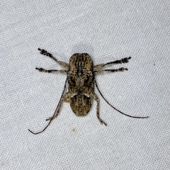 Prosoplus mediofasciatus