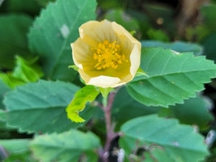 Sida ulmifolia