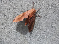 Clanis bilineata