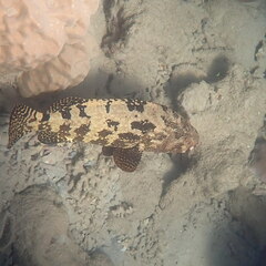 Epinephelus fuscoguttatus