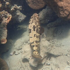 Epinephelus fuscoguttatus