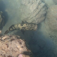 Epinephelus fuscoguttatus