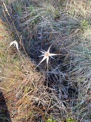 Rhynchospora latifolia