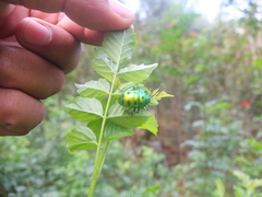 Chrysocoris purpureus