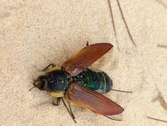 Temognatha
