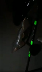 Pseudobatos planiceps