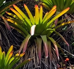 Tillandsia complanata