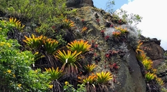 Tillandsia complanata