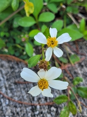 Bidens alba