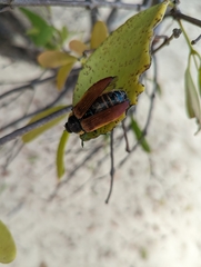 Temognatha