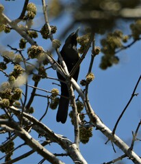Cacicus chrysopterus