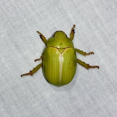 Anoplognathus prasinus