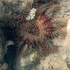 Acanthaster