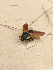 Temognatha