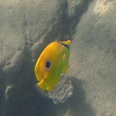 Chaetodon bennetti
