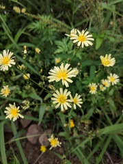 Asteraceae