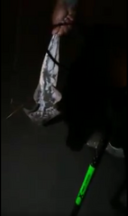 Pseudobatos planiceps