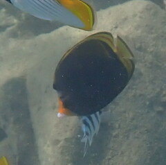 Chaetodon flavirostris