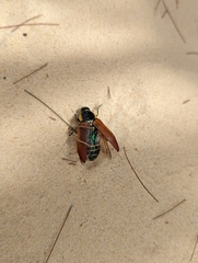 Temognatha