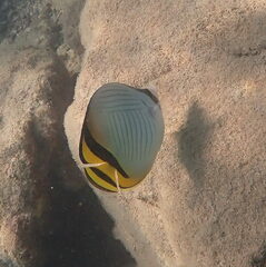 Chaetodon vagabundus