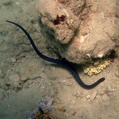 Emydocephalus annulatus