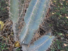 Cereus