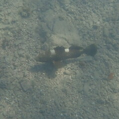 Epinephelus maculatus