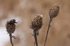 Centaurea × livonica