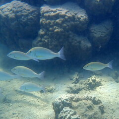 Lethrinus harak