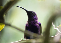 Campylopterus hemileucurus