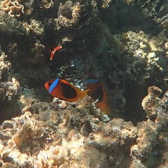 Amphiprion melanopus