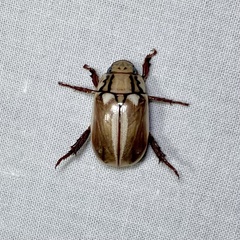 Anoplognathus abnormis