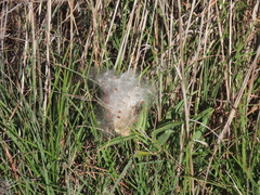 Asclepias asperula