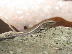 Lampropholis delicata