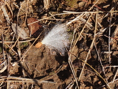 Asclepias asperula