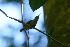 Kurochkinegramma hypogrammicum