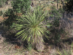 Yucca constricta