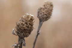 Centaurea × livonica