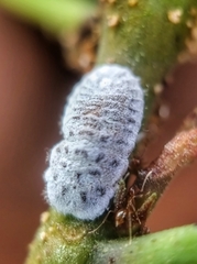 Monophlebidae