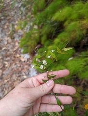 Austromyrtus