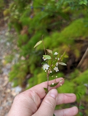 Austromyrtus