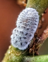 Monophlebidae