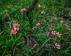 Freesia laxa