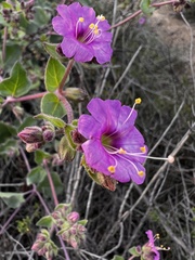 Mirabilis laevis
