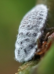Monophlebidae