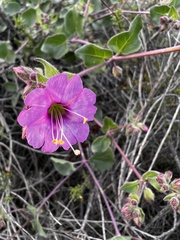 Mirabilis laevis