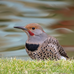 Colaptes auratus luteus × cafer