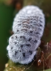 Monophlebidae